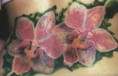 /album/fenykepgaleria/img086-masolata-jpg1/